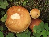 Gymnopilus penetrans 