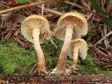 Gymnopilus penetrans 