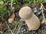 Lycoperdon excipuliforme