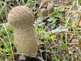 Lycoperdon excipuliforme