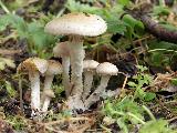 Pholiota gummosa