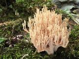 Ramaria stricta