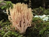 Ramaria stricta