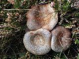 Lactarius quieticolor