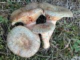 Lactarius quieticolor