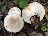 Clitocybe nebularis 