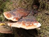 Ischnoderma resinosum 