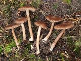 Inocybe assimilata 