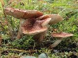 Tricholoma vaccinum 