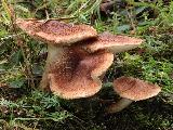 Tricholoma vaccinum 