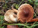 Tricholoma vaccinum 