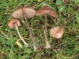 Entoloma papillatum 