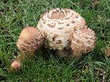 Chlorophyllum brunneum 