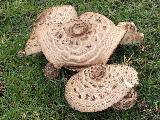 Chlorophyllum brunneum 