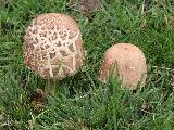 Chlorophyllum brunneum 