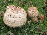 Chlorophyllum brunneum 