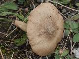 Entoloma prunuloides 