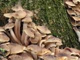 Armillaria mellea 