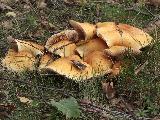 Cortinarius triumphans 