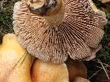 Cortinarius triumphans 