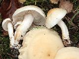 Tricholoma pseudoalbum