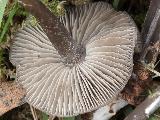 Tephrocybe rancida