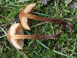 Galerina sideroides