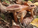 Lactarius subdulcis 