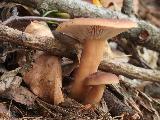 Lactarius subdulcis 