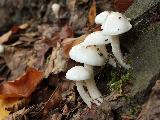 Hygrophorus eburneus 