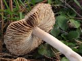 Inocybe fuscidula 