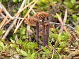 Auriscalpium vulgare