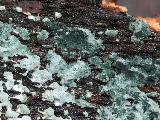 Trichoderma viride
