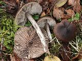 Entoloma sericeum