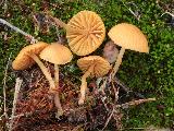 Galerina graminea