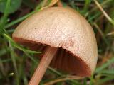 Conocybe juniana 