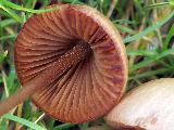 Conocybe juniana 