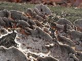 Bjerkandera adusta 