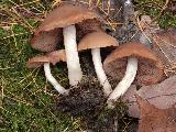 Psathyrella spadicea