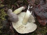 Tricholoma portentosum