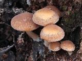 Psathyrella piluliformis 