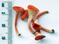 Hygrocybe helobia