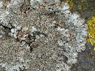 Parmelia saxatilis 