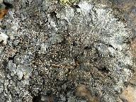 Parmelia saxatilis 