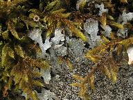 Parmelia saxatilis 
