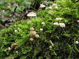 Mycena speirea 