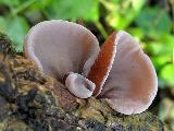 Auricularia auricula-judae 