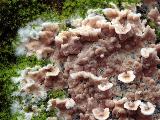 Cylindrobasidium evolvens