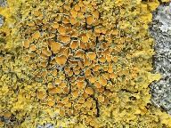 Xanthoria parietina 