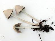 Psathyrella marcescibilis